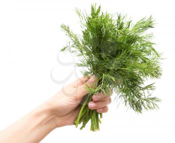 dill in a hand on a white background
