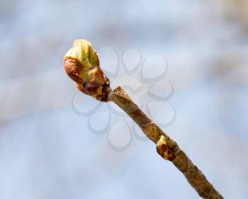 bud on a tree branch in nature