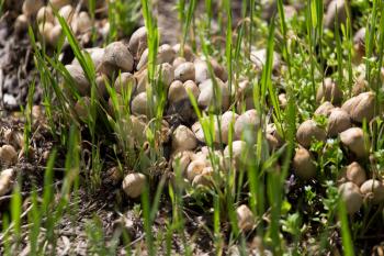 toadstool mushrooms nature spring