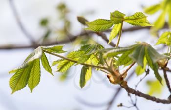 young leaves on the branch of a chestnut in nature
