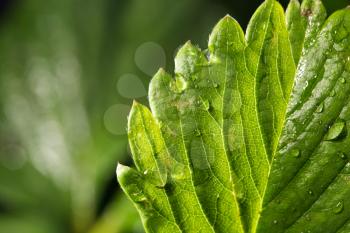 strawberry leaf with rain drops. close-up