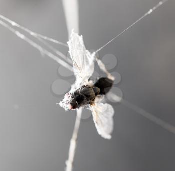 a fly in the web