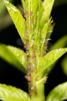 aphids on the plant. close