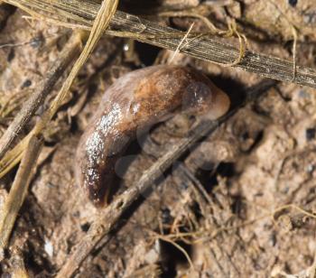 slug in nature. close-up