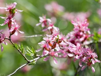 pink flowers on the branch of a bush