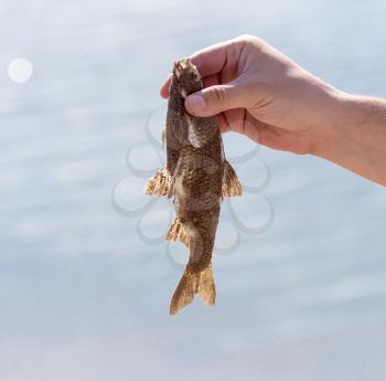 Fish lies in the hand of the fisherman