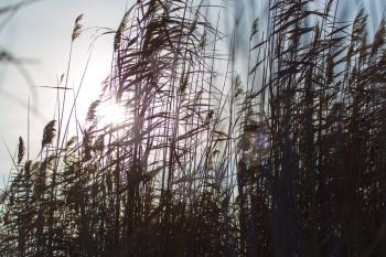 reed on background sun dawn