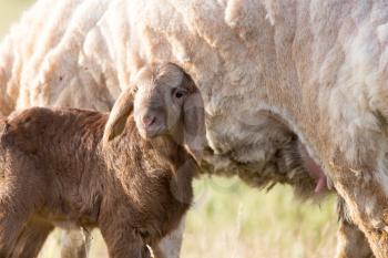 newborn lamb