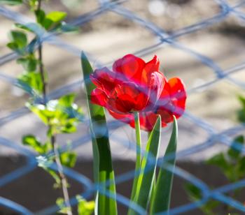 tulip behind the fence