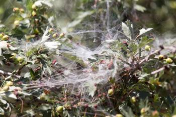 cobweb on the nature