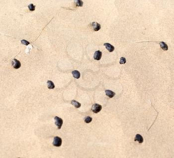 sheep's droppings in the sand