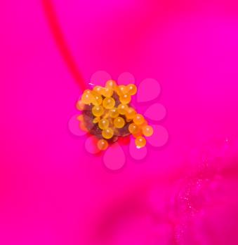 pollen in flower kpasnom