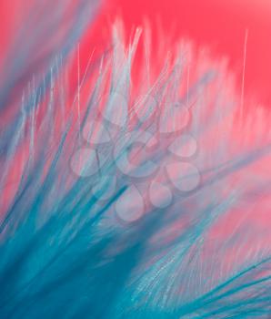 blue feather on a red background. close