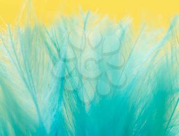 blue feather on a yellow background. close