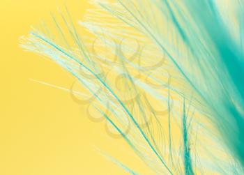 blue feather on a yellow background. close