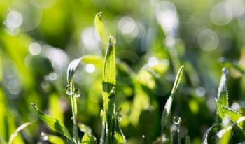dew drops on green grass in nature