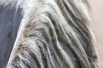 background of the horse's mane
