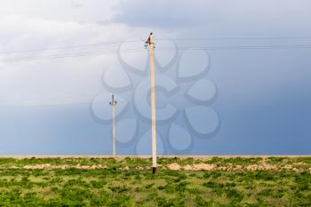 power poles in the desert