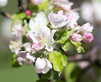 beautiful flowers on the apple tree in nature