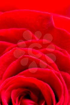red rose petals as a background. macro
