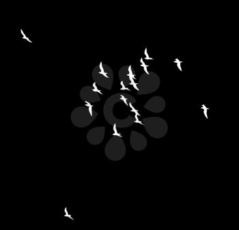 a flock of birds on a black background