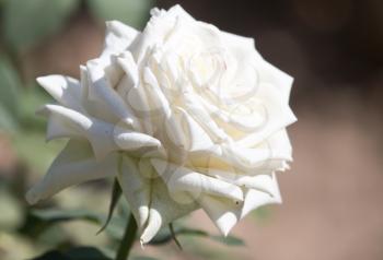 beautiful white rose on nature