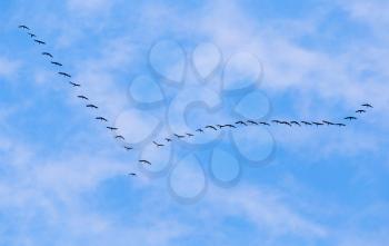 flock of swans flying against a blue sky in the south