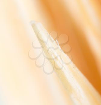 toothpicks as a background. macro