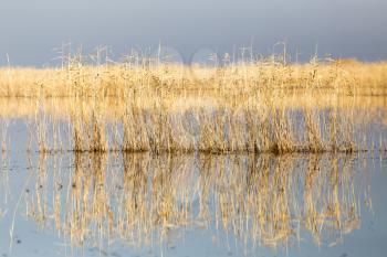 yellow reeds at the lake