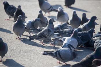 a flock of pigeons in the city