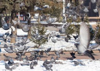 a flock of pigeons in the city