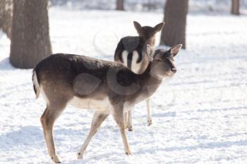 moose in nature in winter