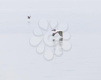 Birds fly over the surface of the water