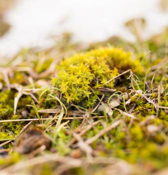 moss in the winter in nature. macro