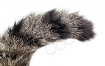 tail of a cat on a white background