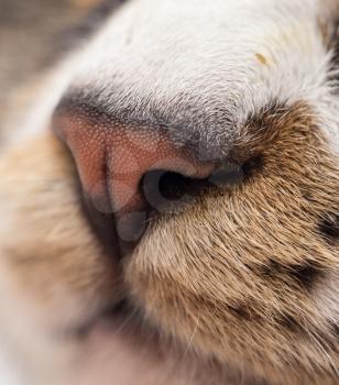 nose of a striped male cat