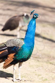 Beautiful peacock portrait. Big colorful bird in nature