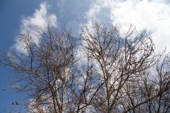 leafless tree branches against the sky