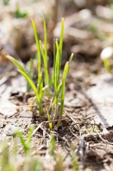 young grass in the ground outdoors