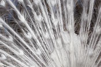 white peacock feathers as a background