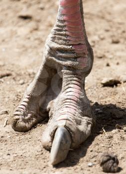 Ostrich foot on the ground