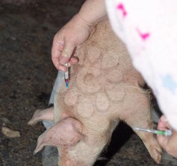 stab a pig with a syringe