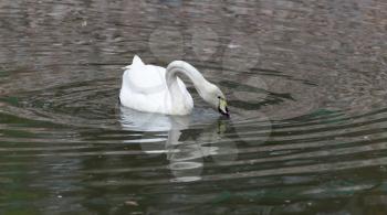 White swan floating on the lake