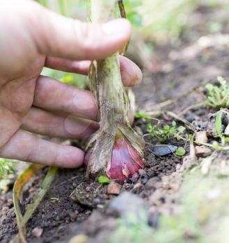 Garlic in the soil in the garden