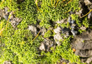green moss on nature. close-up