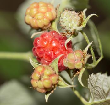 ripe raspberries on the nature