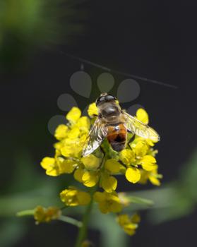 bee on yellow flower in nature. macro
