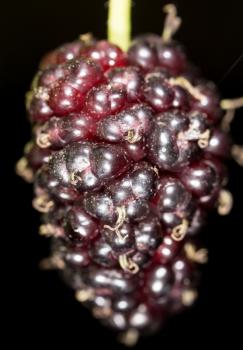 mulberry berry on black. macro