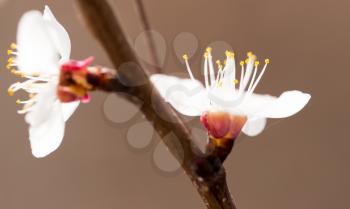 apricot flowers on a tree in nature