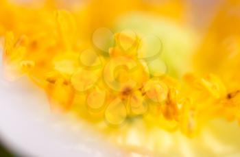 yellow pollen in flower. macro